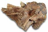 Hadrosaur (Edmontosaurus) Vertebral Arch - Wyoming #264897-1